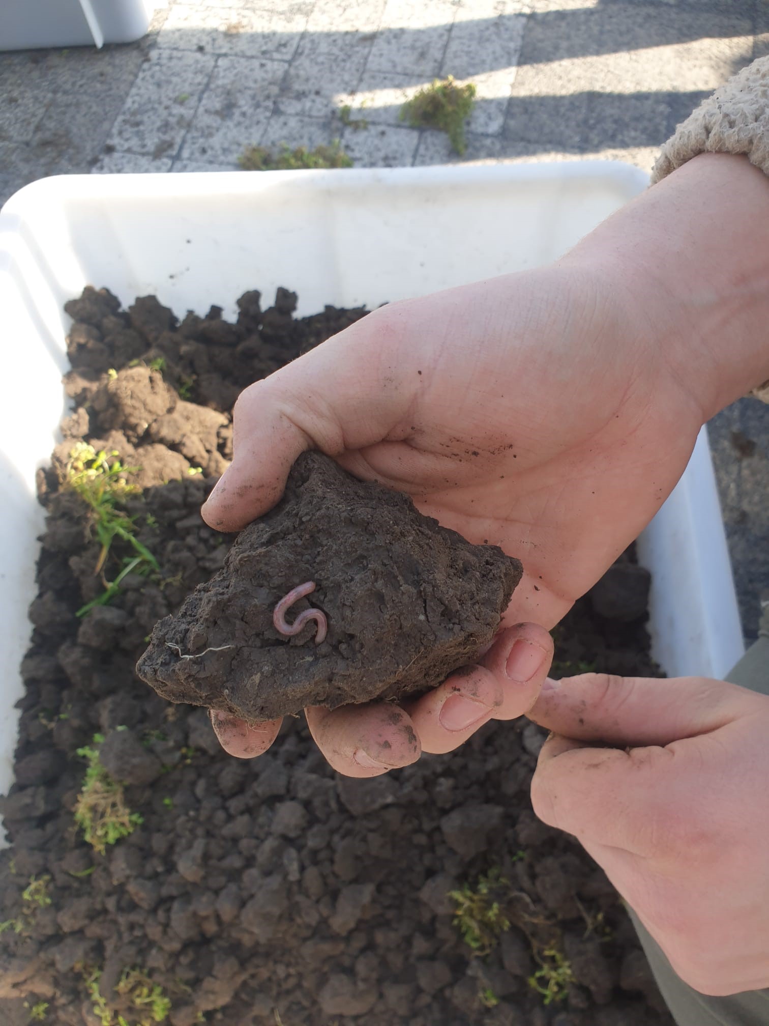 Grond met worm