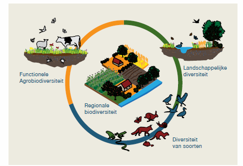 Vier samenhangende elementen van biodiversiteit in de landbouw.