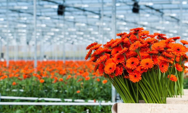 Glastuinbouw Plantenteelt Vonk