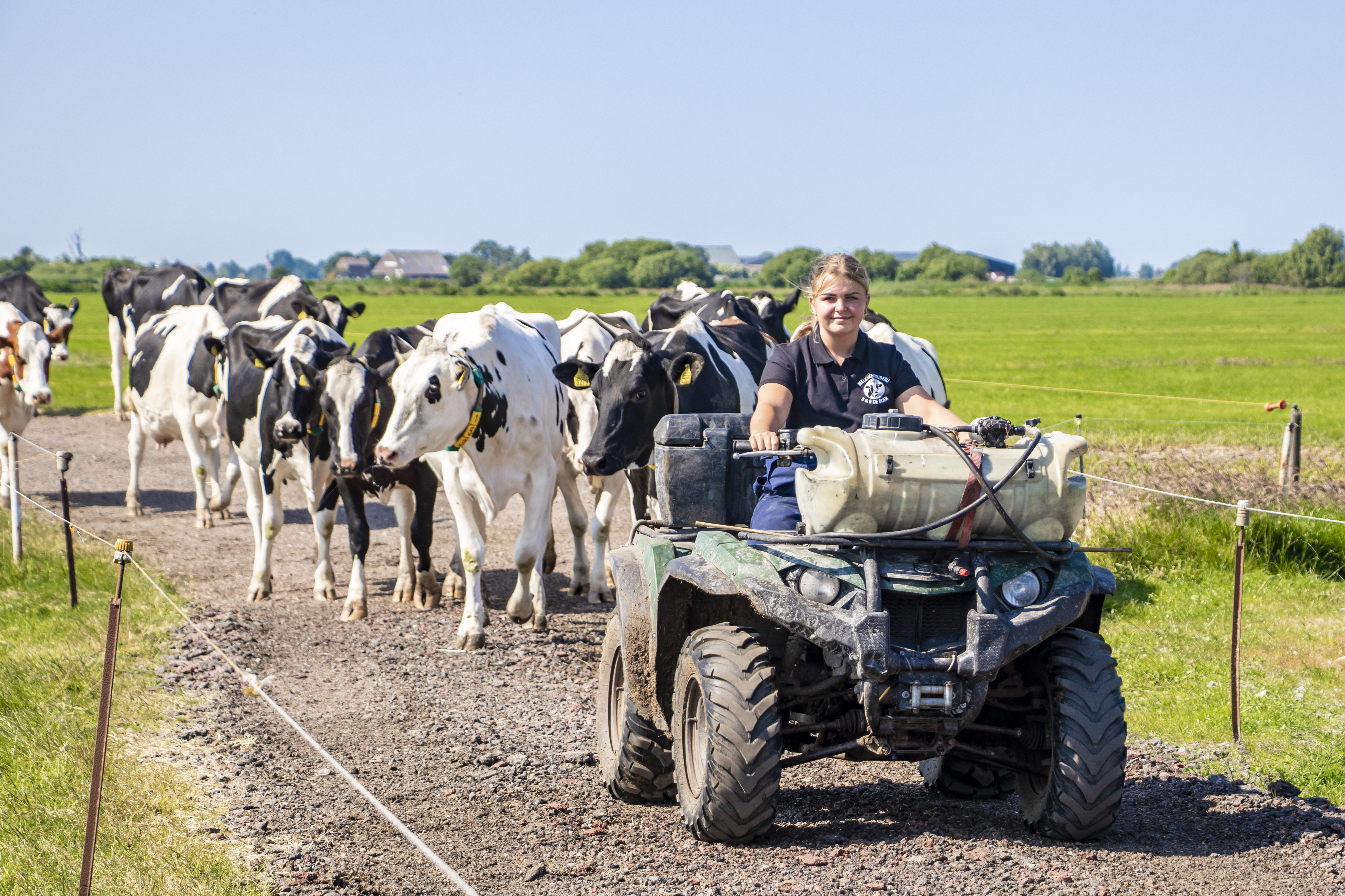 stagiair rijd voor koeien 