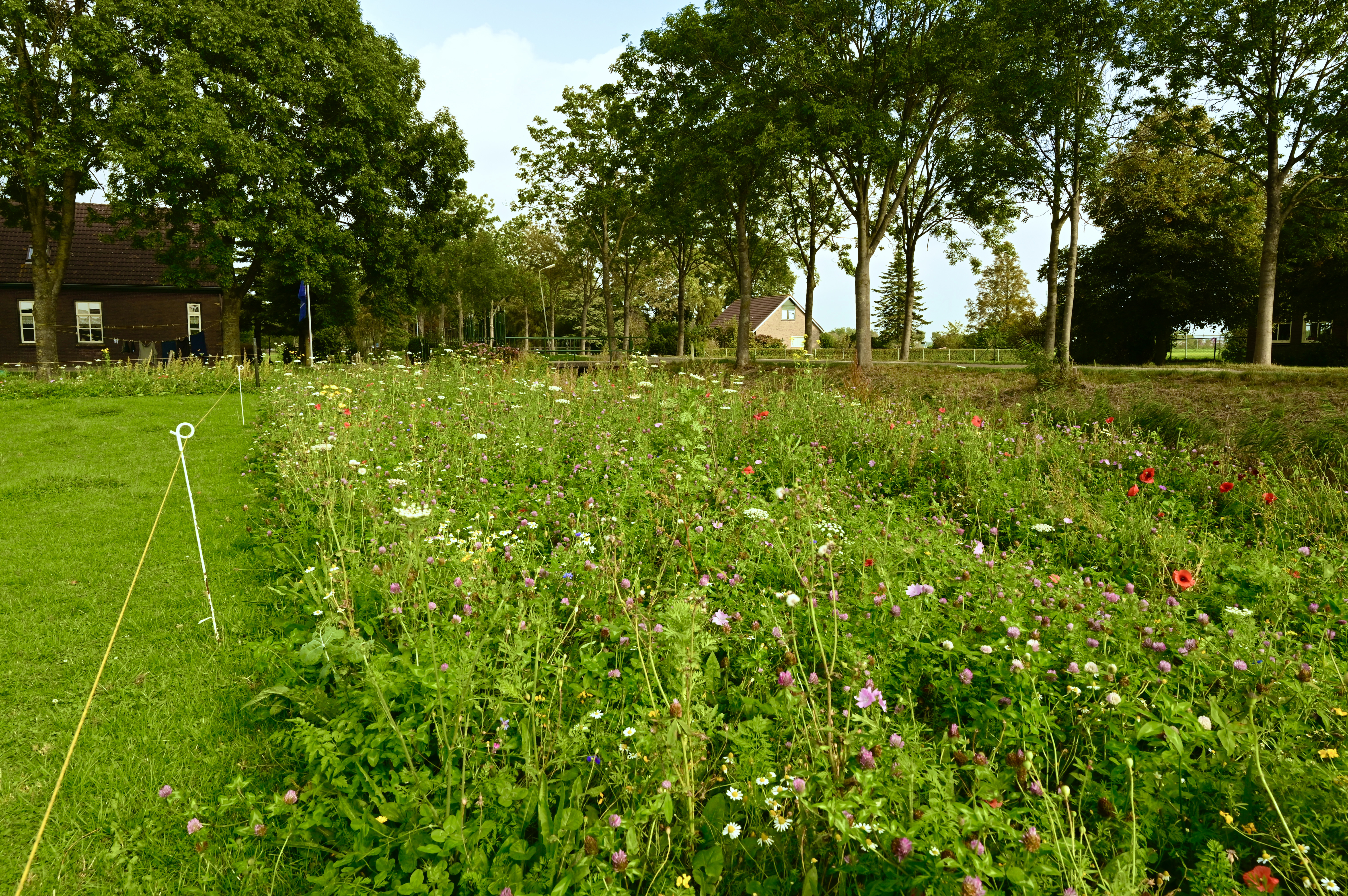 Inheemse kruiden rond weide - Biodivers Perspectief