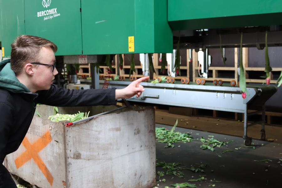 stagiair kijkt naar machine met bloembollen 