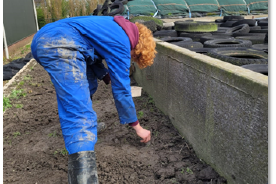 groene strook 2