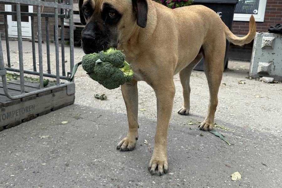 Hond met brocolli bij Appelman Vegetables 
