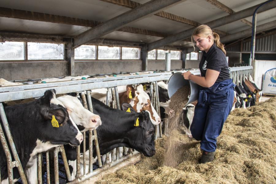 stagiair geeft koeien eten 