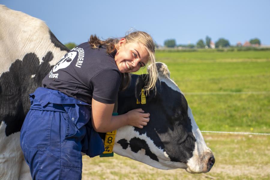 stagiair knuffelt koe