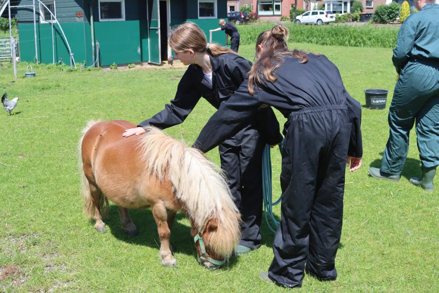 Vonk Schagen pony in de wei