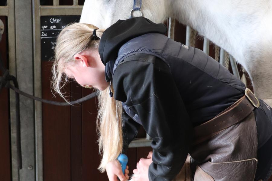 student werkt aan de hoeven van een paard 