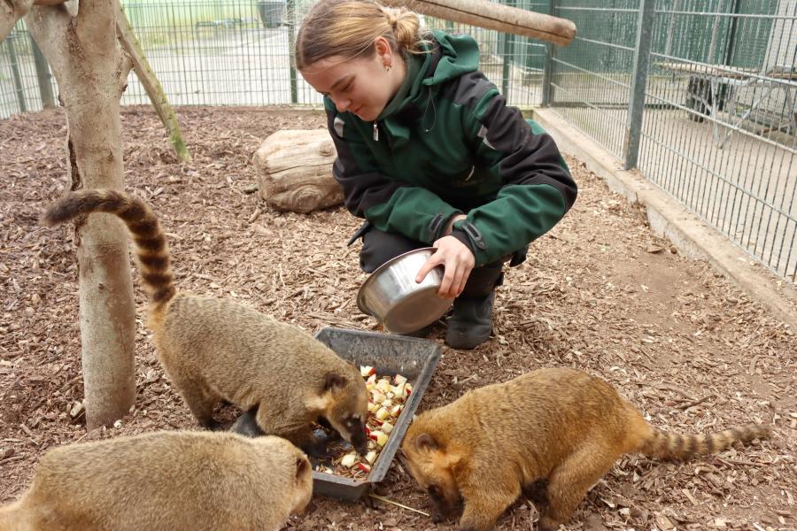 stagiaire geeft apen eten 