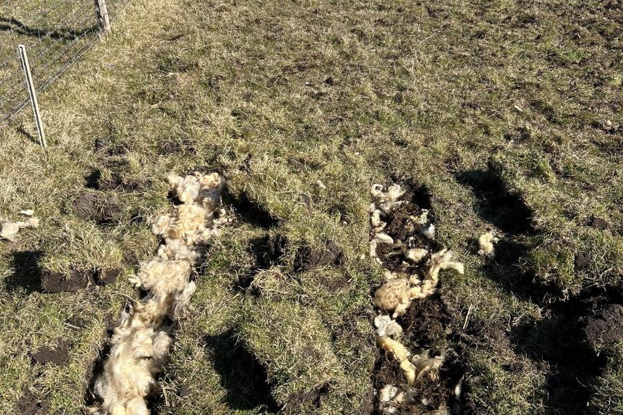 Studenten Aeres Hogeschool proef bodemonderzoek boerderij Wennekers - Biodivers Perspectief