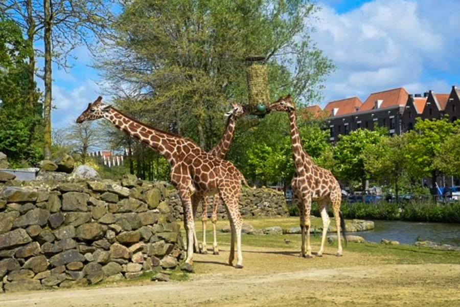 Studenten TPL Vonk in Artis - Giraffen