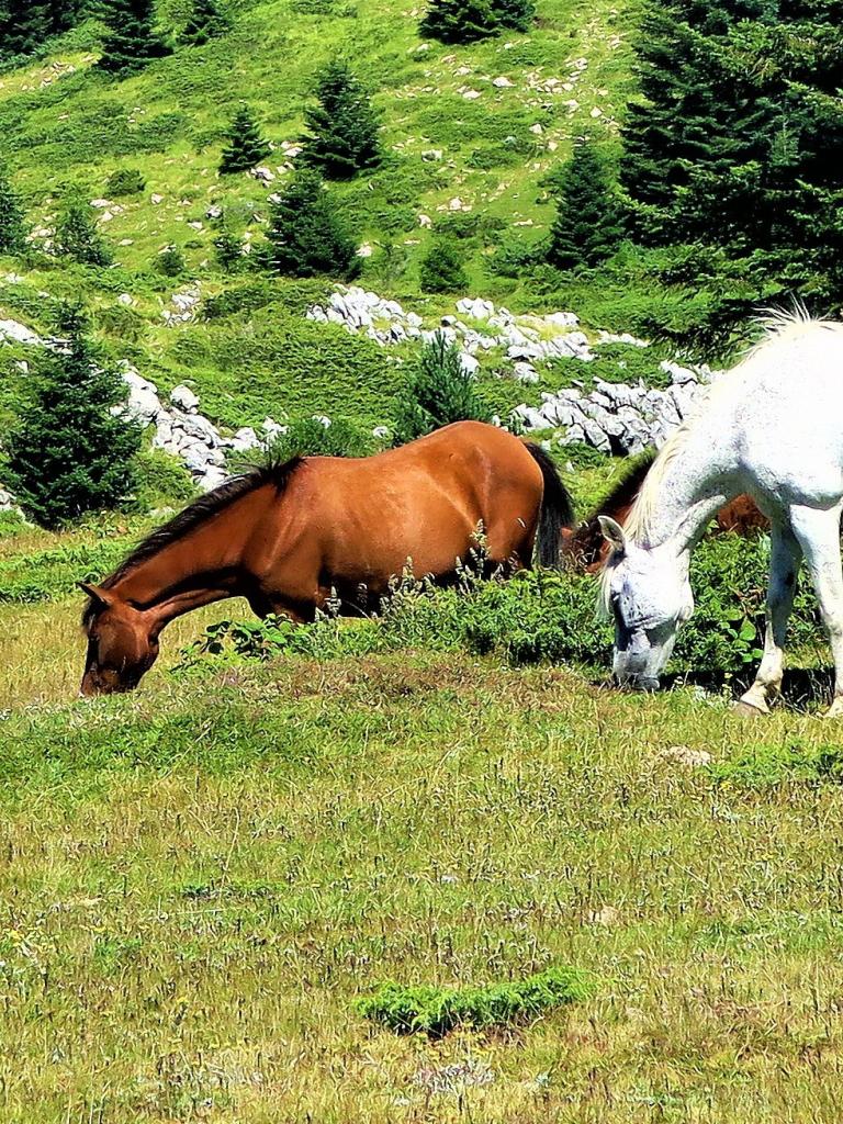 Equine/ horse management