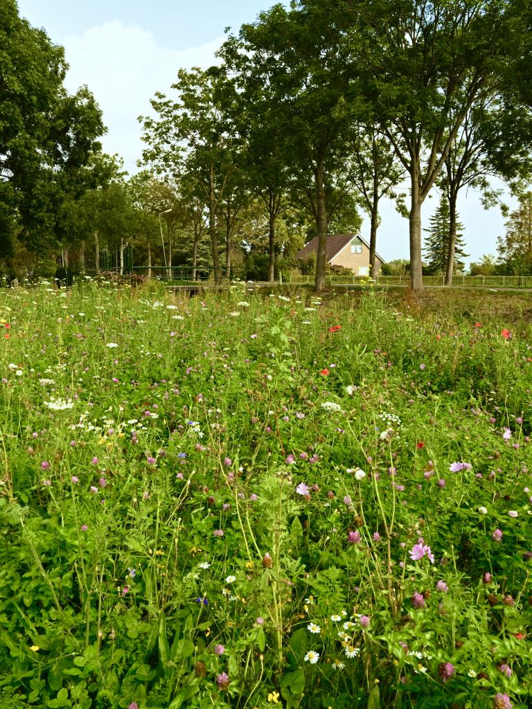 Inheemse kruiden rond weide