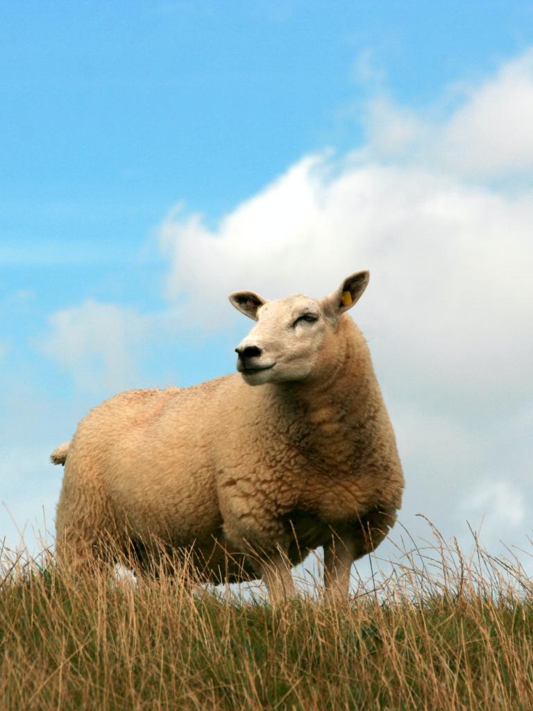 Schaap