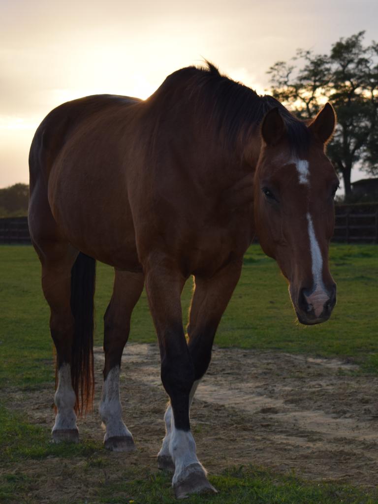 Horse driving Amoove21