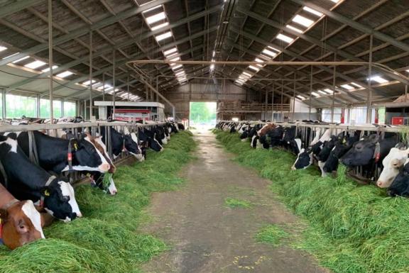 mbo agri vee koeien.jpg