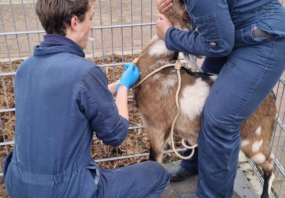 Geit - Praktijkvoorbeeld Dierverzorging Vonk