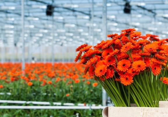 Glastuinbouw Plantenteelt Vonk