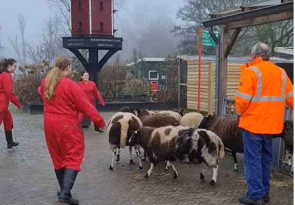 Studenten Dierverzorging Vonk op Stadboerderij Darwinpark