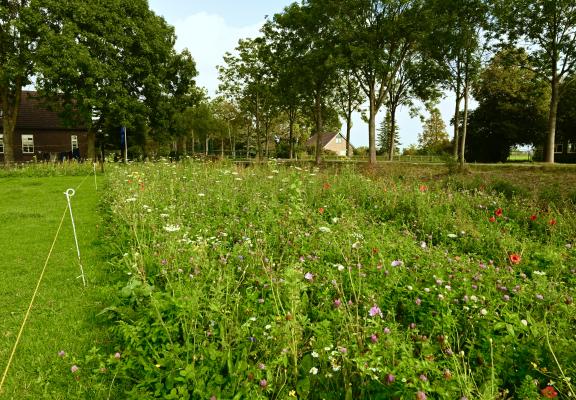 Inheemse kruiden rond weide