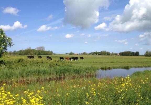 Koeien in weiland in de zomer