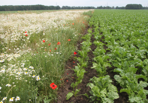 Green Deal natuurinclusieve landbouw