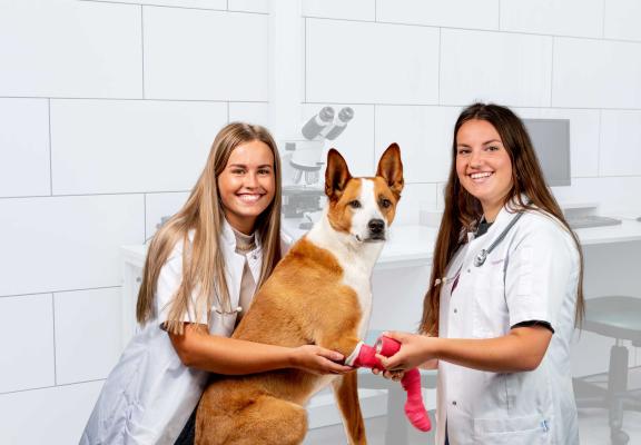 Paraveterinair opleiding Vonk
