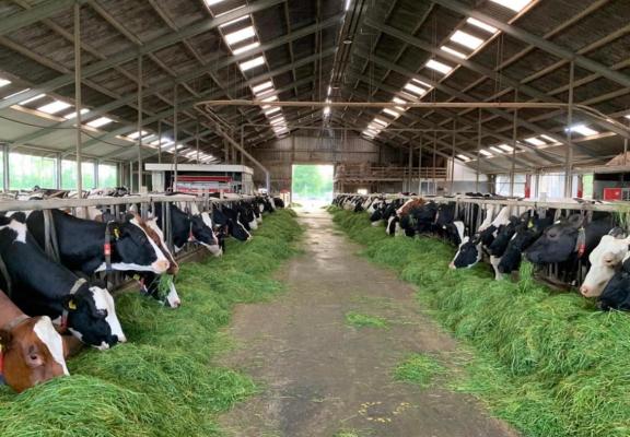 mbo agri vee koeien.jpg
