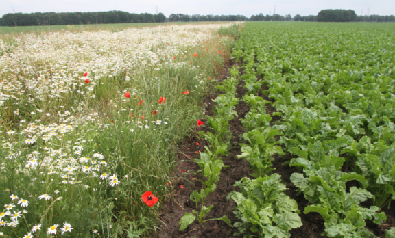 Green Deal natuurinclusieve landbouw