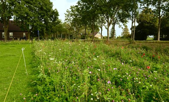 Inheemse kruiden rond weide - Biodivers Perspectief